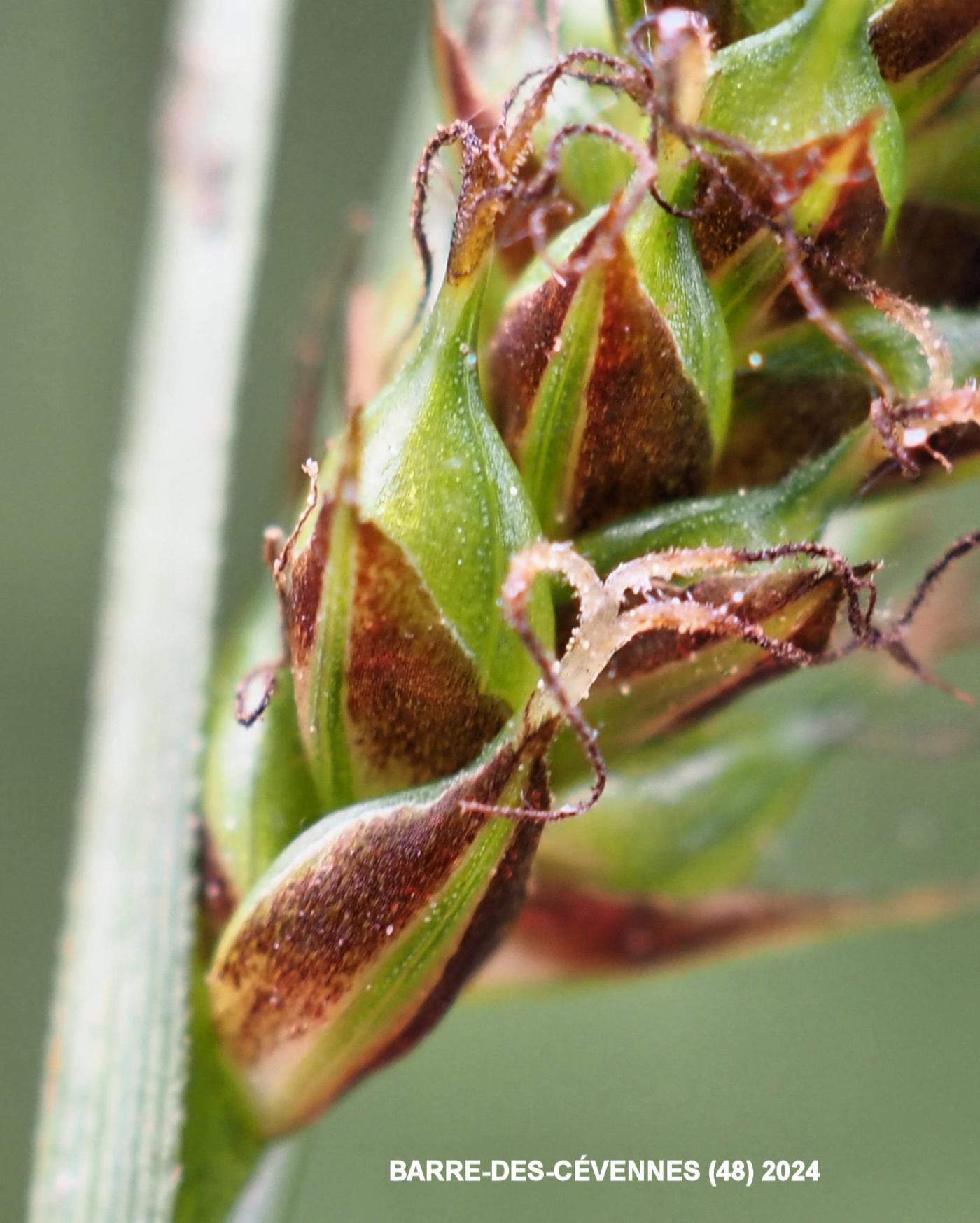 Sedge, Distant flower